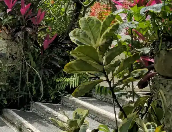 rehab-garden